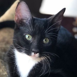 Meet your Posher, Cheryl